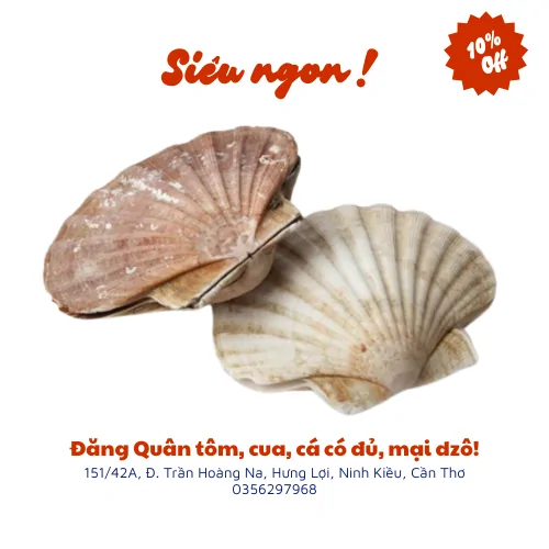 Sò điệp Nhật