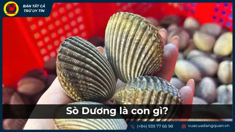 Hải sản sò dương tươi sống