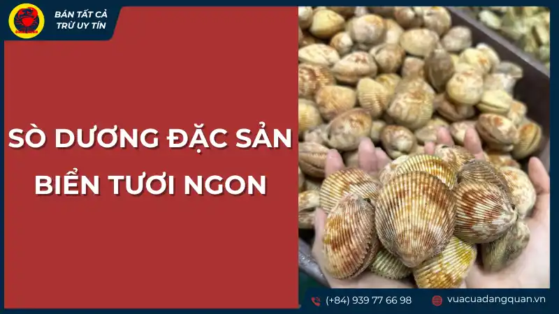 Sò dướng tươi ngon, là một trong những đặc sản biển nổi tiếng
