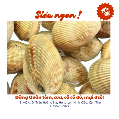 Sò dương vàng