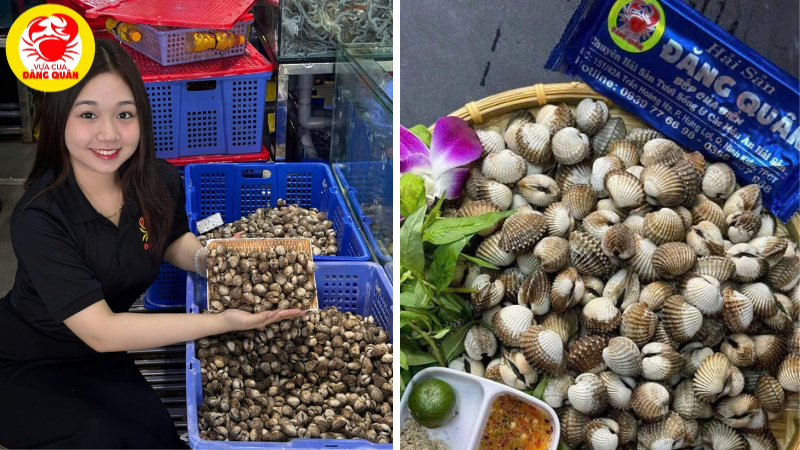 Sò huyết tươi sống, có nhiều tác dụng tốt cho sức khỏe