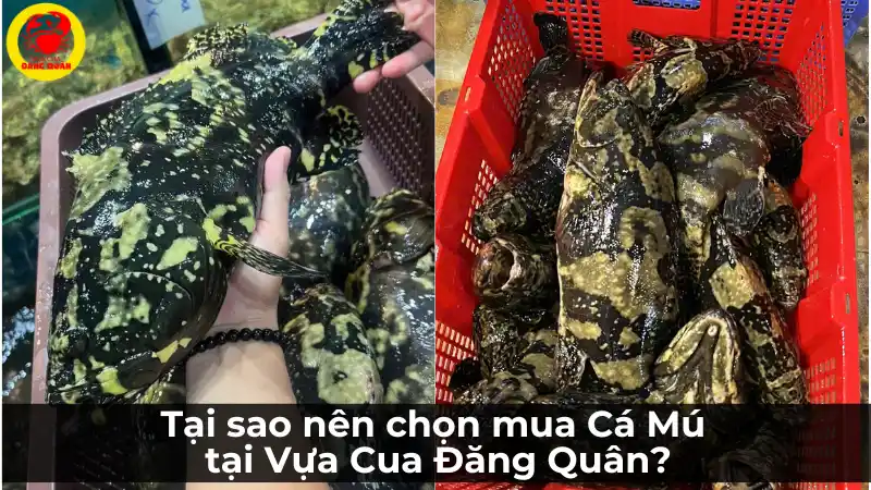 Tại sao nên mua cá mú tươi sống tại Vựa Cua Đăng Quân Cần Thơ?