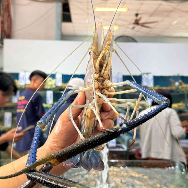 tom cang xanh