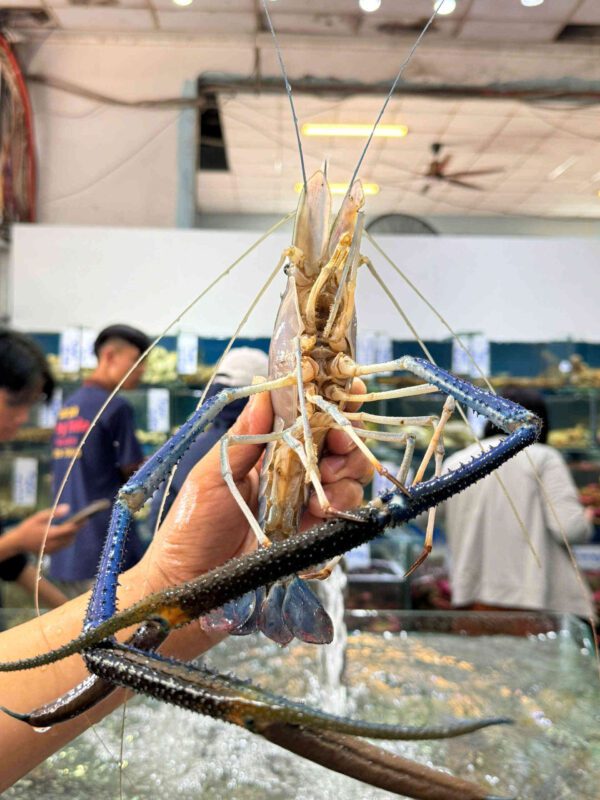 tom cang xanh