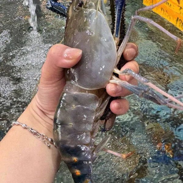 Tôm càng xanh