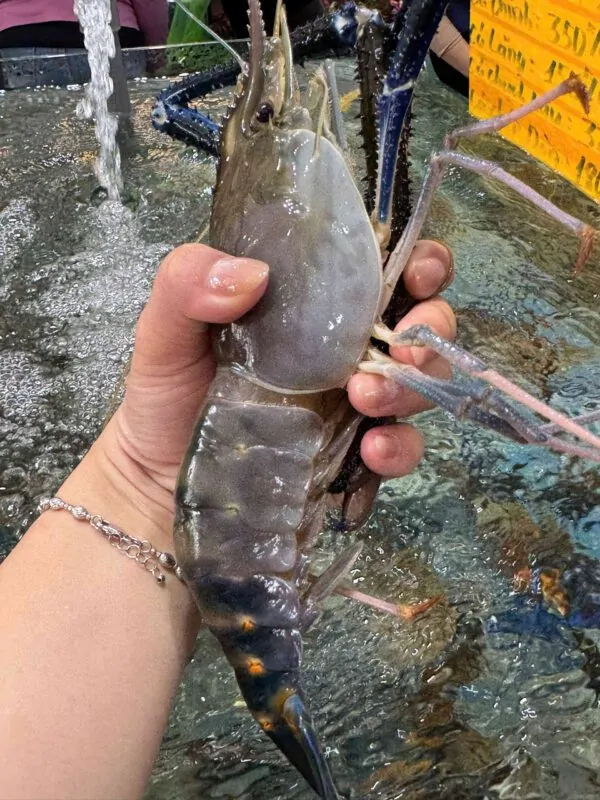 Tôm càng xanh