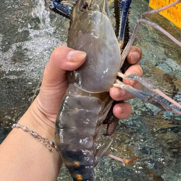Tôm càng xanh cỡ to