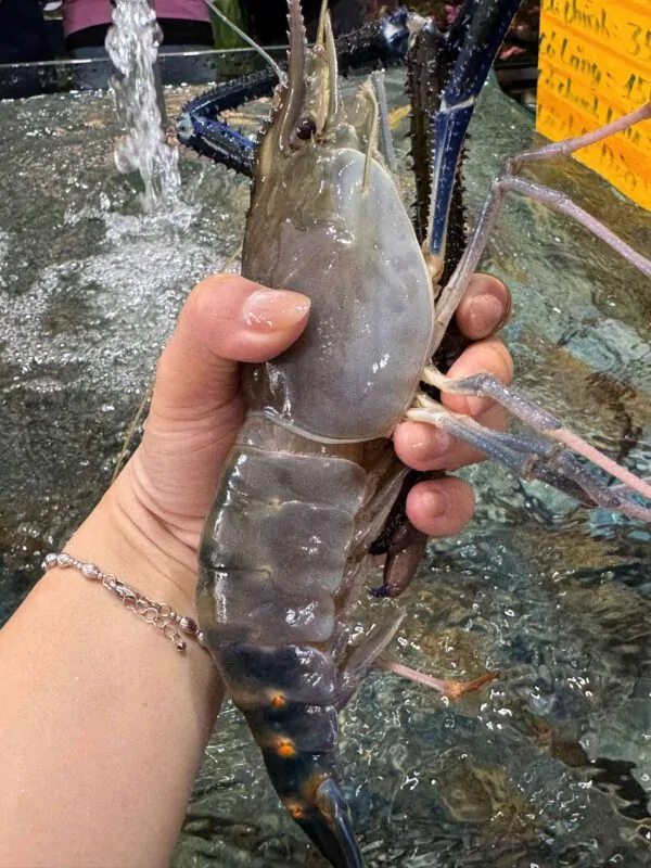 Tôm càng xanh cỡ to