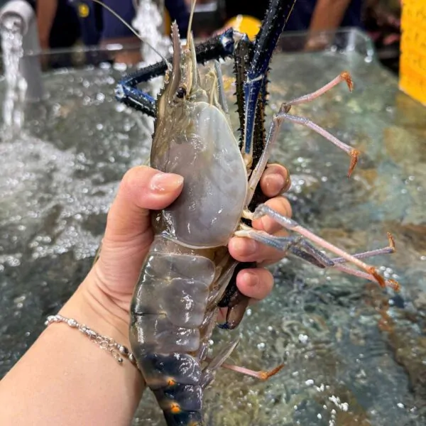 Tôm càng xanh size đại