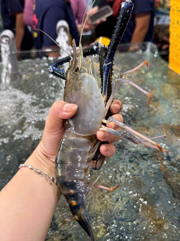 Tôm càng xanh size đại
