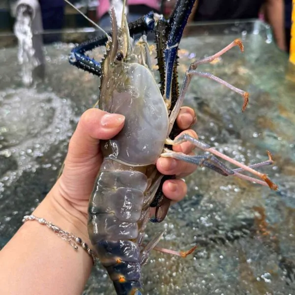 Tôm càng xanh size đại tươi