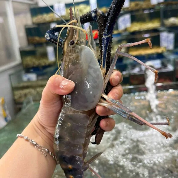 Tôm càng xanh size đại tươi ngon
