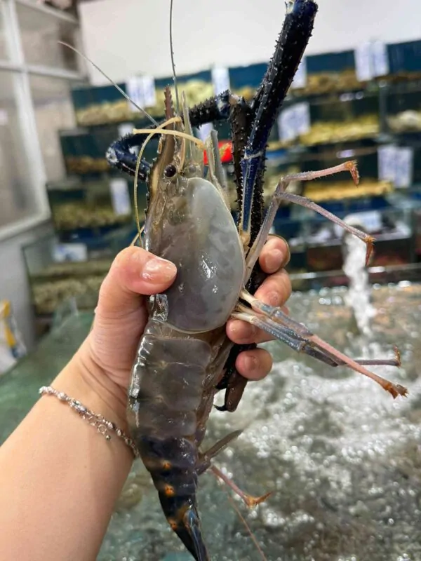 Tôm càng xanh size đại tươi ngon
