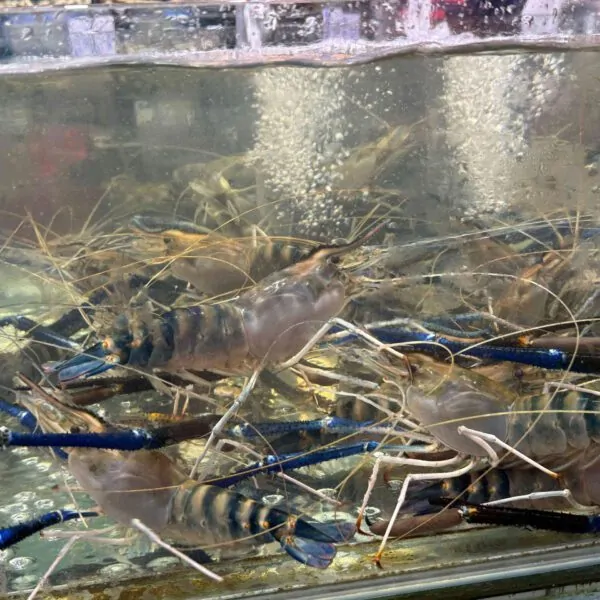 Tôm càng xanh đại tươi ngon