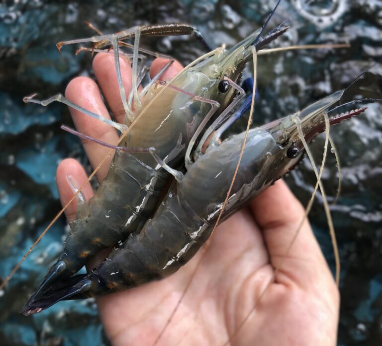 Tôm lóng Tôm lóng