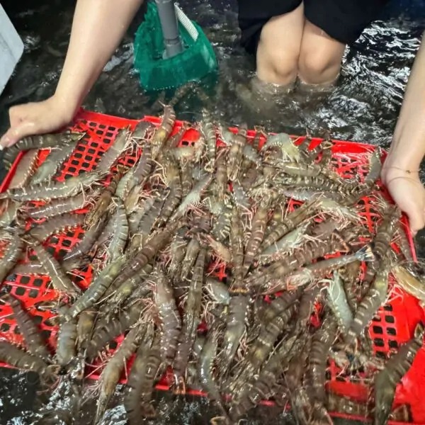 Ăn tôm sú mỗi tuần để bổ sung dưỡng chất thiết yếu
