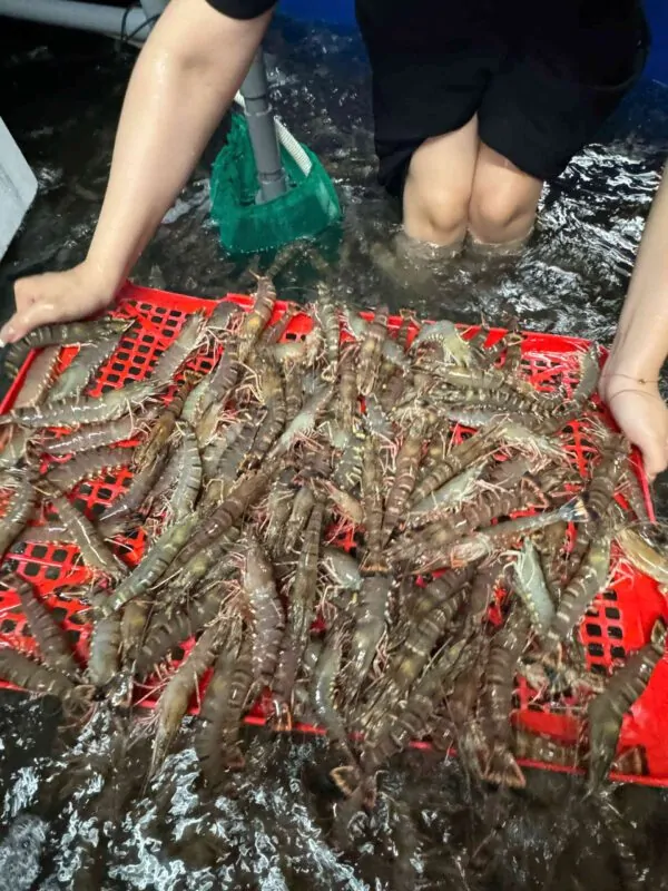 Ăn tôm sú mỗi tuần để bổ sung dưỡng chất thiết yếu