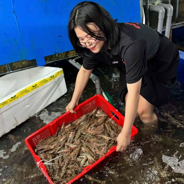 Tôm sú làm sashimi – món Nhật được ưa chuộng