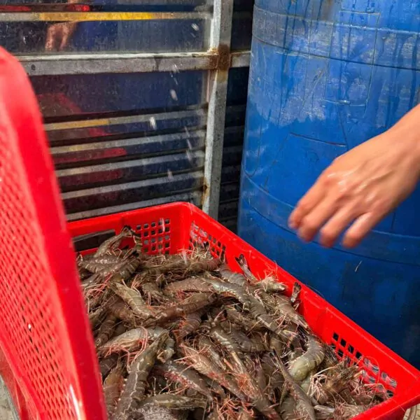 Tôm sú xào bơ tỏi – hương vị thơm ngậy khó cưỡng