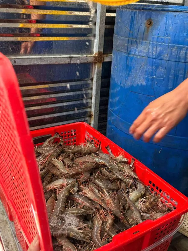 Tôm sú xào bơ tỏi – hương vị thơm ngậy khó cưỡng
