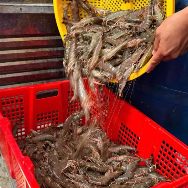 Cận cảnh tôm sú tươi