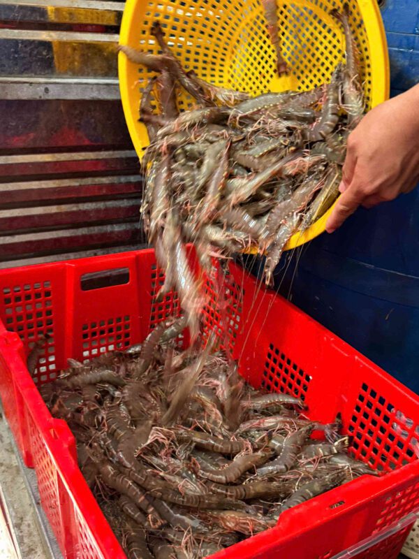 Cận cảnh tôm sú tươi