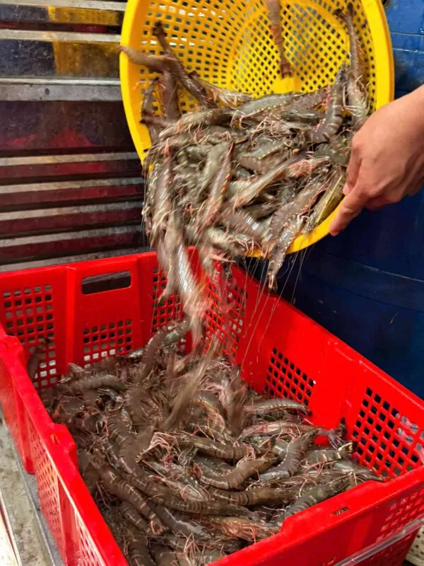 Cận cảnh tôm sú tươi