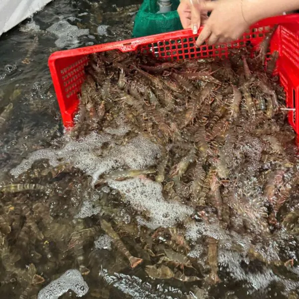 Tôm sú nướng phô mai – phá cách cho thực đơn cuối tuần