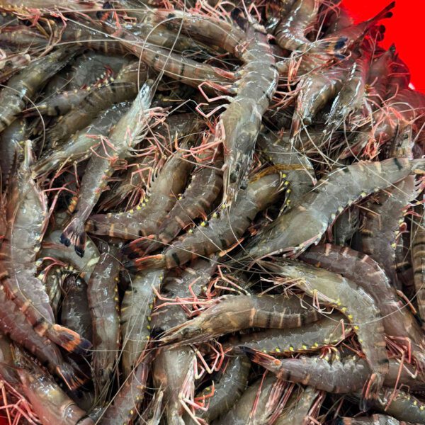 Tôm sú Cần Thơ – sản phẩm từ thiên nhiên sông nước