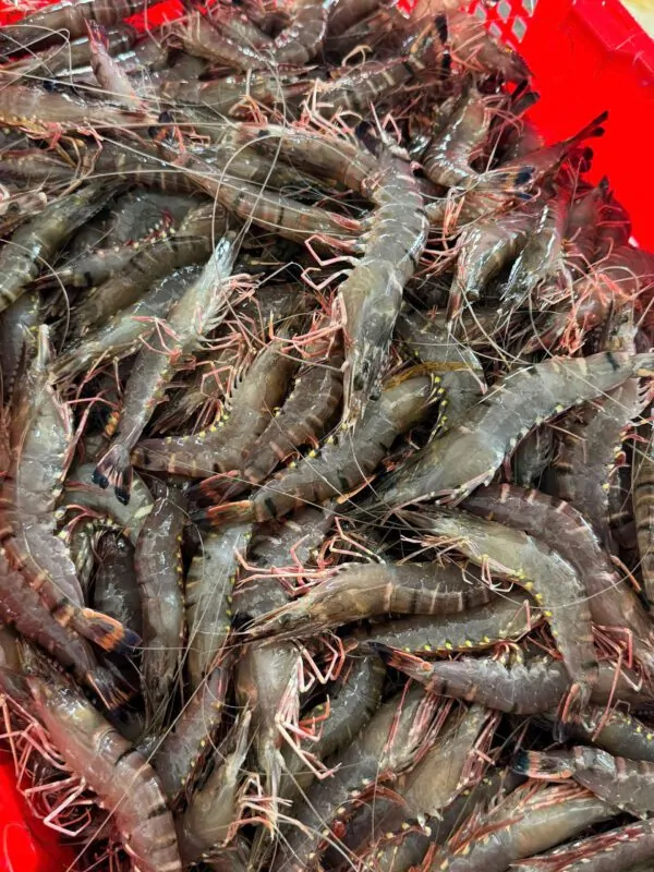 Tôm sú Cần Thơ – sản phẩm từ thiên nhiên sông nước