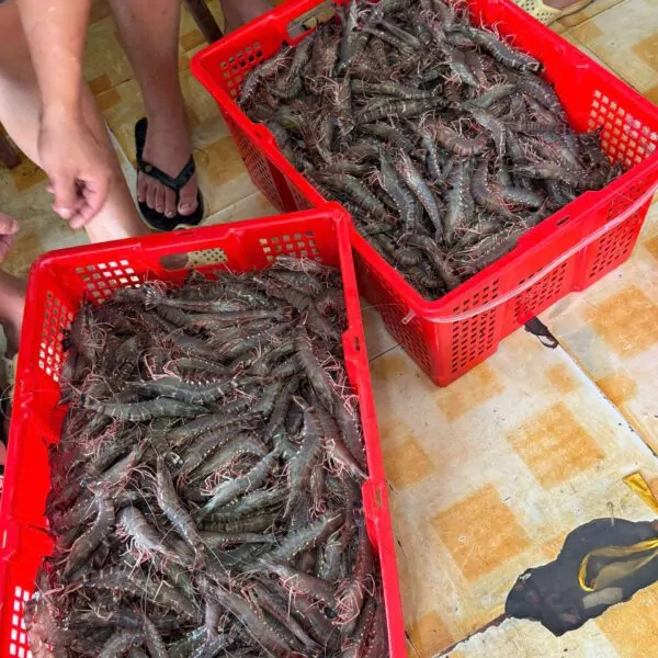 Tôm sú – món khoái khẩu ngày cuối tuần