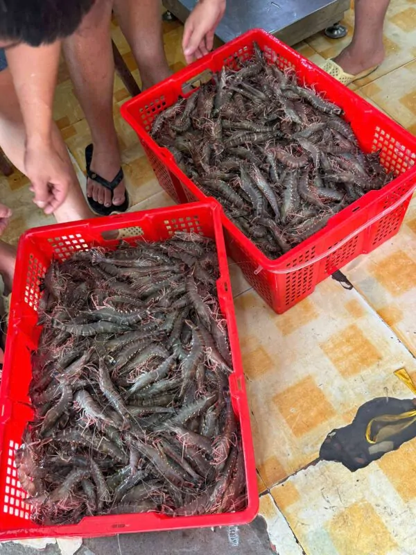 Tôm sú – món khoái khẩu ngày cuối tuần