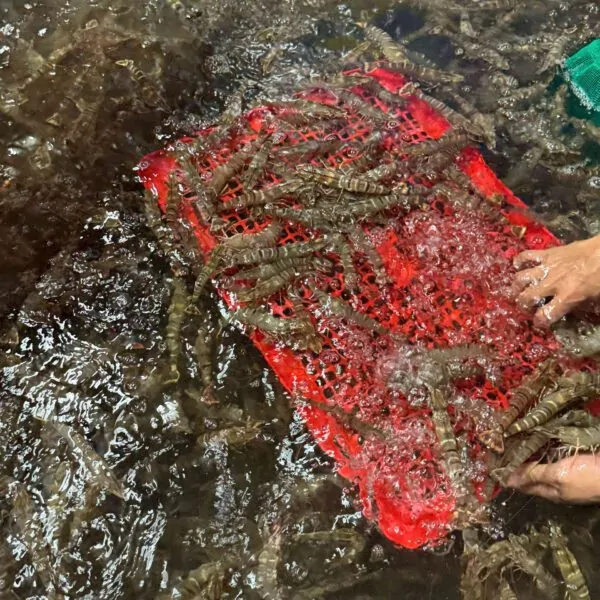 Khám phá hương vị đậm đà từ tôm sú tươi sống