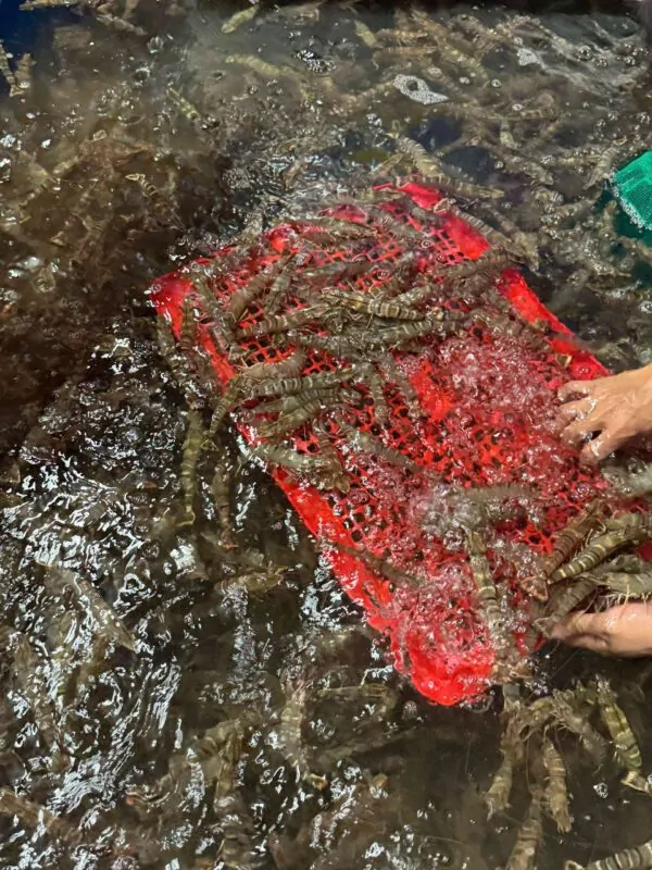 Khám phá hương vị đậm đà từ tôm sú tươi sống