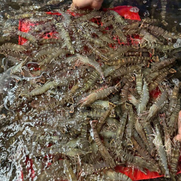 Tôm sú thịt chắc, ngọt tự nhiên