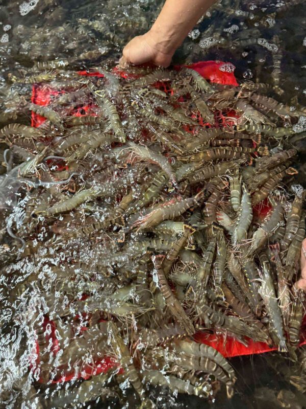 Tôm sú thịt chắc, ngọt tự nhiên