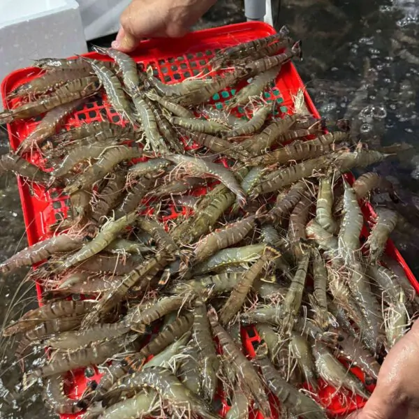 Tôm sú Cần Thơ – tươi ngon từ vùng nước mặn