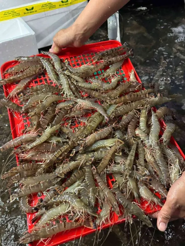 Tôm sú Cần Thơ – tươi ngon từ vùng nước mặn