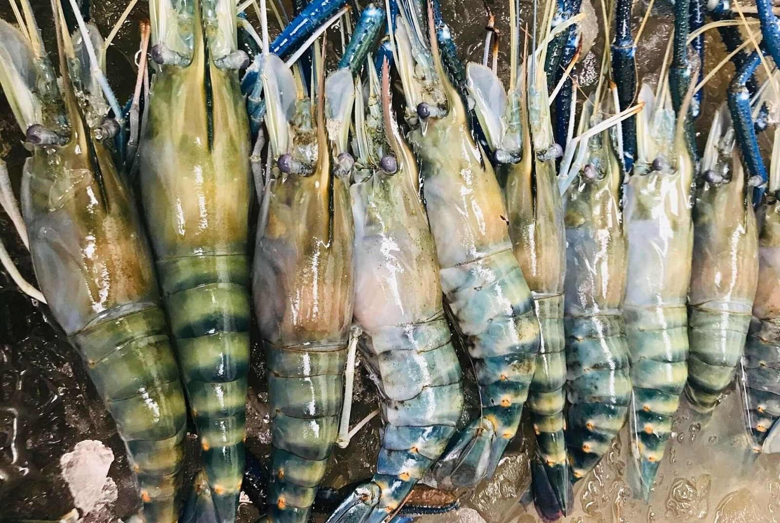 Tôm sú biển khủng