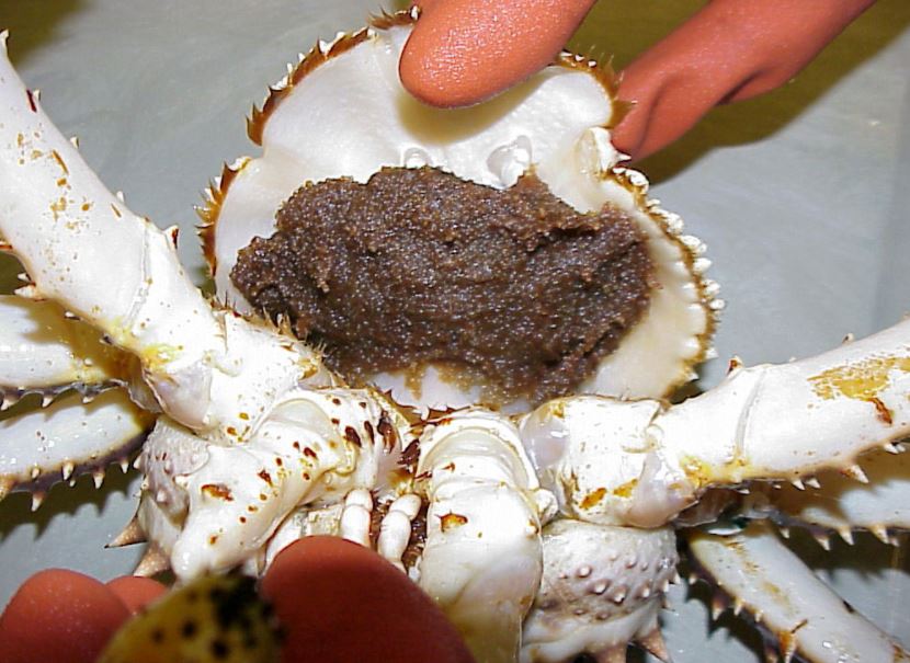 Trứng cua hoàng đế