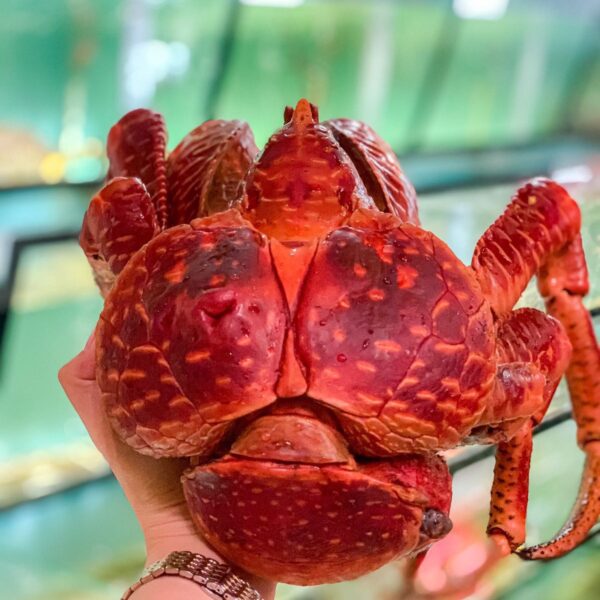 Cua dừa hấp