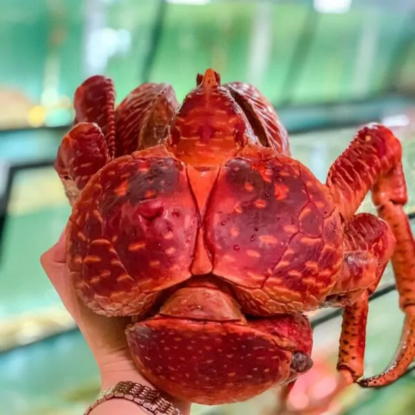 Cua dừa hấp