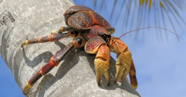 Cua dừa khổng lồ