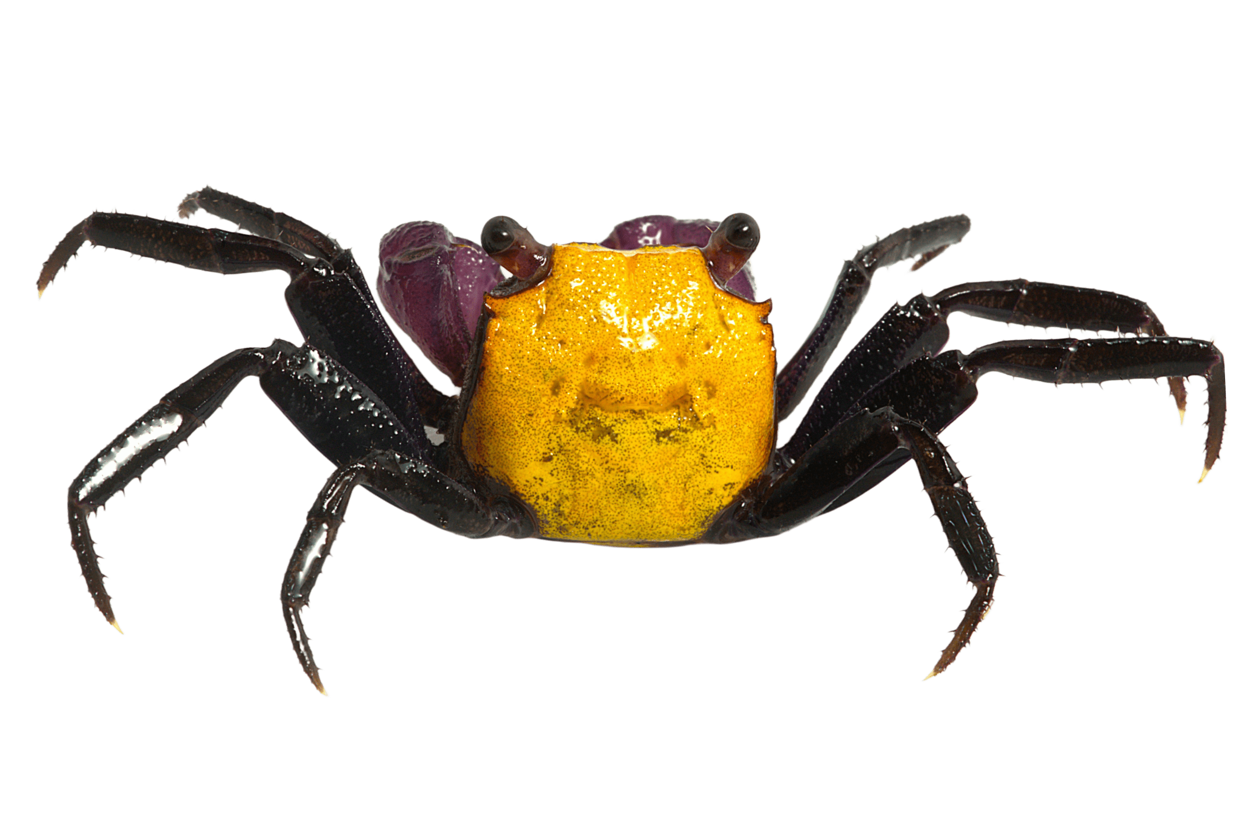 Cua ma cà rồng Cua ma cà rồng