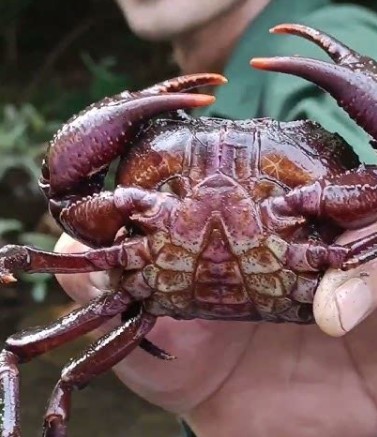 Cua rừng Cua rừng