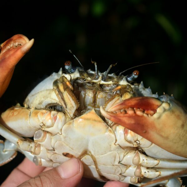 Cua sen giàu dinh dưỡng