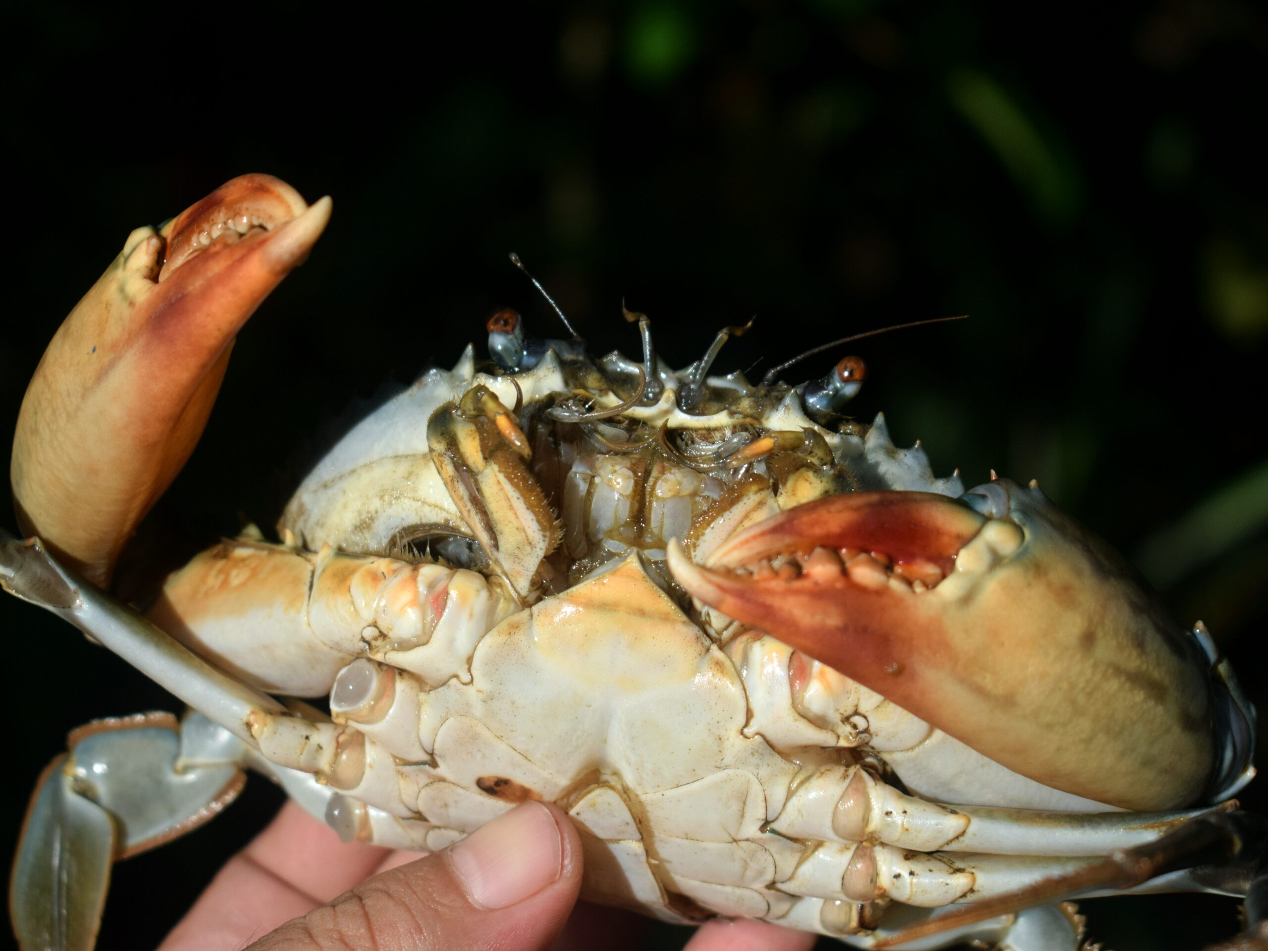 Cua sen giàu dinh dưỡng