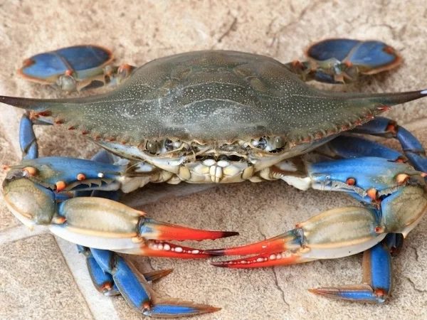 Cua xanh nhiều dinh dưỡng