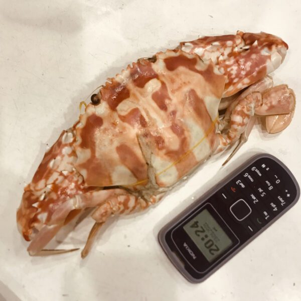 Ghẹ hoa nhiều dinh dưỡng