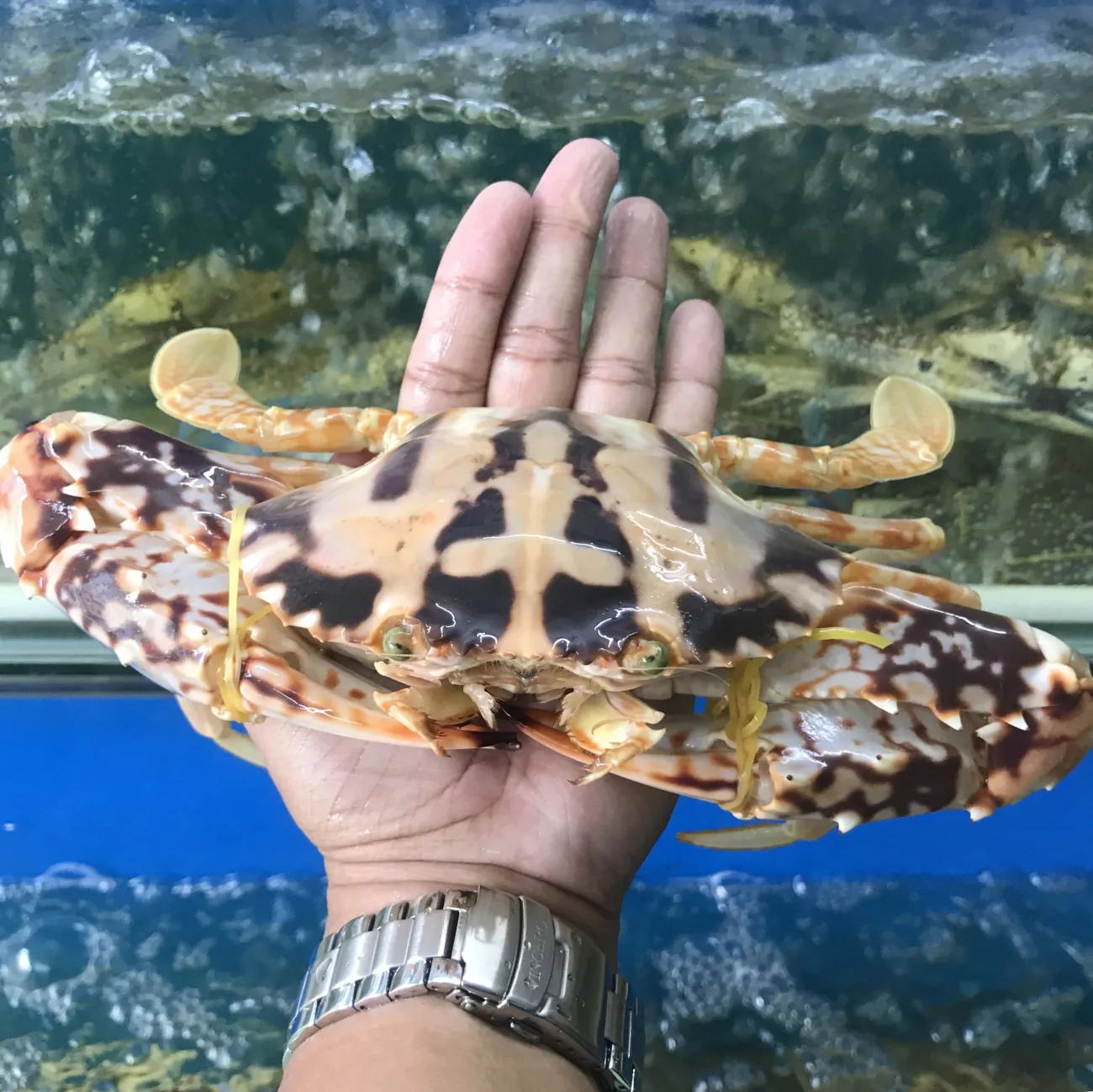 Ghẹ hoa